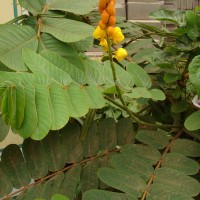 Senna alata (L.) Roxb.